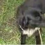 Latest News Joseloza495 Original Dog Video